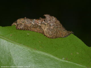 Jacoona anasuja anasuja