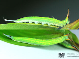 Lethe mekara crijnana