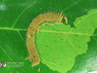 Simiskina phalia potina