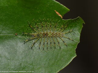 Euthalia lubentina chersonesia