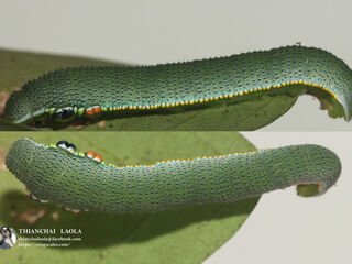 Hebomoia glaucippe glaucippe