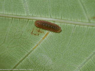 Iraota distanti distanti