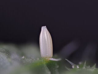 Appias olferna olferna