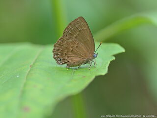 Deramas jasoda bradamante
