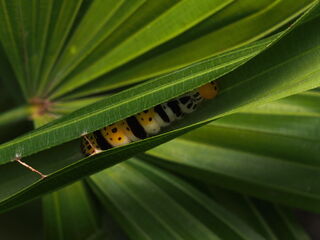 Burara gomata gomata