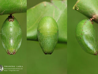 Polyura schreiber assamensis