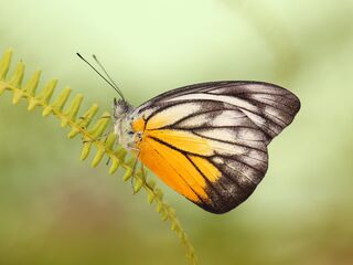 Appias cardena perakana