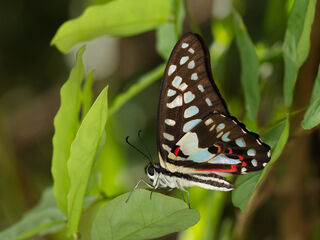 Graphium doson actor