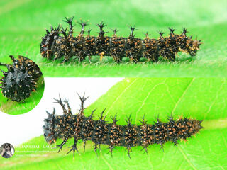 Athyma selenophora bahula