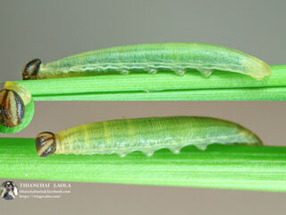 Iambrix salsala salsala