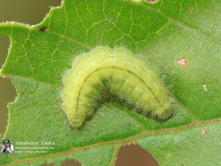 Abisara bifasciata angulata