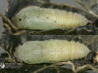 Pseudocoladenia fabia