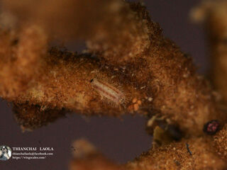 Charana mandarina mandarina