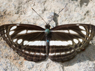 Neptis clinia susruta