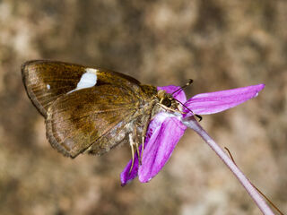 Ancistroides paralysos asawa