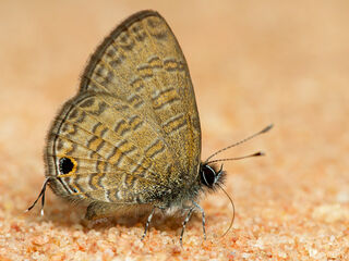 Prosotas nora ardates