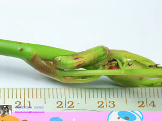 Loxura atymnus fuconius