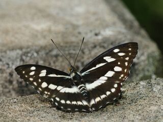 Mimathyma chevana chevana