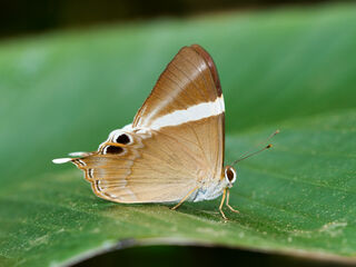 Archigenes neophron gratius