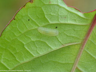 Heliophorus epicles tweediei