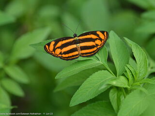 Nymphalidae (วงศ์ผีเสื้อขาหน้าพู่)