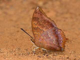 Charaxes bernardus hierax
