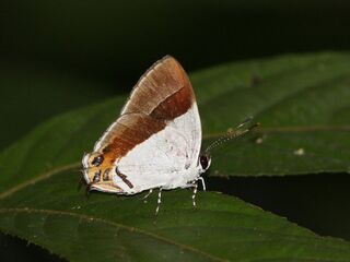 Sithon nedymond ismarus