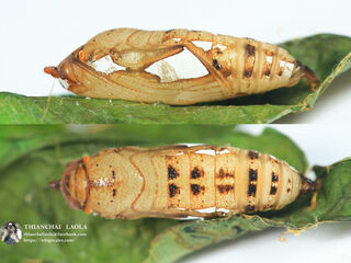 Tagiades japetus ravi