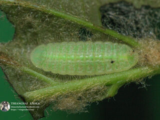 Arhopala paraganesa zephyretta