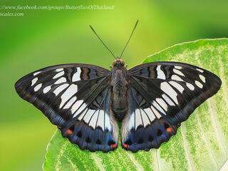 Euthalia adonia beata