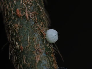 Hasora schoenherr gaspa