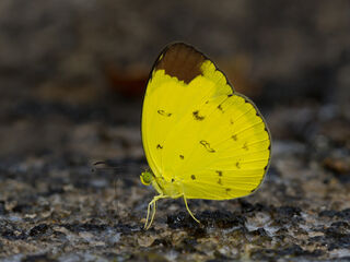 Eurema sari sodalis