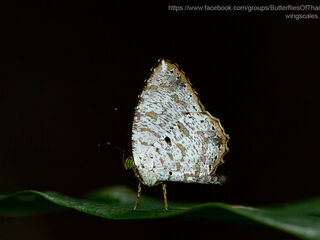 Allotinus substrigosus substrigosus