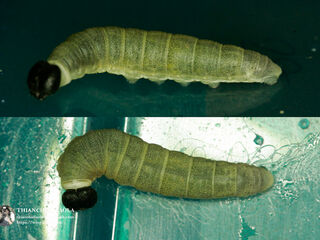 Mooreana trichoneura pralaya