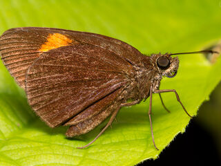 Koruthaialos sindu sindu