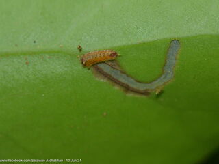 Tajuria yajna selangorana