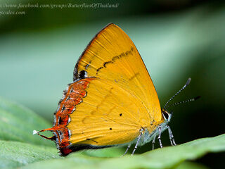 Heliophorus brahma mogoka