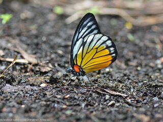Pieridae (วงศ์ผีเสื้อหนอนกะหล่ำ)