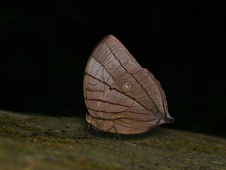 Amathuxidia amythaon dilucida