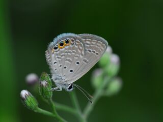 Freyeria trochylus orientalis