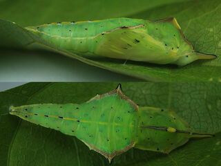Appias lyncida eleonora
