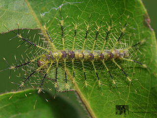 Euthalia evelina annamita