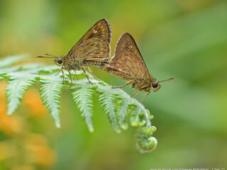 Halpe veluvana brevicornis