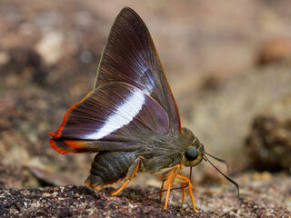 Bibasis sena (transition zone of sena and uniformis)