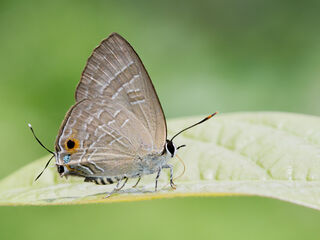 Deudorix epijarbas epijarbas