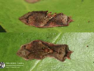 Jacoona anasuja nigerrima