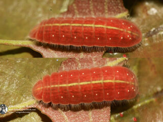 Arhopala atrax