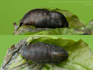 Thaduka multicaudata multicaudata