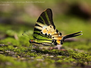 Papilionidae (วงศ์ผีเสื้อหางติ่ง)