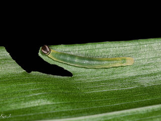 Potanthus serina serina